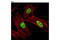 Cell Cycle And Apoptosis Regulator 2 antibody, 5693S, Cell Signaling Technology, Immunocytochemistry image 
