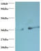 Phosphatidylserine Synthase 1 antibody, MBS715820, MyBioSource, Western Blot image 