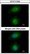 Mevalonate Diphosphate Decarboxylase antibody, LS-C186204, Lifespan Biosciences, Immunocytochemistry image 