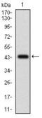 CASP8 And FADD Like Apoptosis Regulator antibody, GTX60787, GeneTex, Western Blot image 