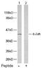 Jun Proto-Oncogene, AP-1 Transcription Factor Subunit antibody, AP02567PU-S, Origene, Western Blot image 