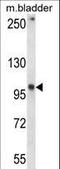 Glutamate Ionotropic Receptor Delta Type Subunit 1 antibody, LS-C166671, Lifespan Biosciences, Western Blot image 