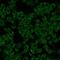 RAB5A, Member RAS Oncogene Family antibody, NBP1-20255, Novus Biologicals, Immunofluorescence image 