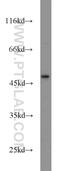 C-X-C Motif Chemokine Receptor 1 antibody, 55450-1-AP, Proteintech Group, Western Blot image 