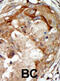 Serum/Glucocorticoid Regulated Kinase Family Member 3 antibody, abx033784, Abbexa, Immunohistochemistry frozen image 