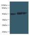 Solute Carrier Family 25 Member 46 antibody, LS-C379129, Lifespan Biosciences, Western Blot image 