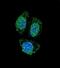 Interleukin-17B antibody, PA5-71616, Invitrogen Antibodies, Immunofluorescence image 