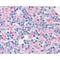 Synaptosome Associated Protein 25 antibody, NB600-692, Novus Biologicals, Immunohistochemistry frozen image 