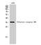 Olfactory Receptor Family 4 Subfamily D Member 6 antibody, A15901, Boster Biological Technology, Western Blot image 