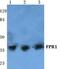 Formyl Peptide Receptor 1 antibody, GTX66739, GeneTex, Western Blot image 