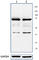 Zinc Finger And BTB Domain Containing 7B antibody, 688302, BioLegend, Immunofluorescence image 