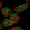 TOX High Mobility Group Box Family Member 4 antibody, NBP1-88432, Novus Biologicals, Immunofluorescence image 