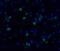 Caspase 10 antibody, 2408, QED Bioscience, Immunofluorescence image 