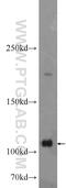 Adenosine Deaminase RNA Specific antibody, 14330-1-AP, Proteintech Group, Western Blot image 