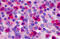 Formyl Peptide Receptor 1 antibody, MBS247556, MyBioSource, Immunohistochemistry frozen image 