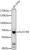Solute Carrier Family 17 Member 6 antibody, 15-915, ProSci, Western Blot image 