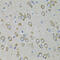 Phosphodiesterase 1B antibody, 18-502, ProSci, Immunohistochemistry paraffin image 