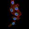Gap Junction Protein Alpha 8 antibody, orb157149, Biorbyt, Immunofluorescence image 