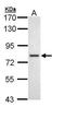DEAD-Box Helicase 41 antibody, PA5-29240, Invitrogen Antibodies, Western Blot image 