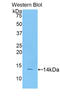 CD55 Molecule (Cromer Blood Group) antibody, LS-C293649, Lifespan Biosciences, Western Blot image 