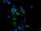 Mitogen-Activated Protein Kinase 13 antibody, LS-C787899, Lifespan Biosciences, Immunofluorescence image 
