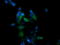 p38 MAPK antibody, LS-C787899, Lifespan Biosciences, Immunofluorescence image 