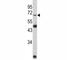 Lamin B2 antibody, F49833-0.4ML, NSJ Bioreagents, Western Blot image 