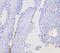 NOVA Alternative Splicing Regulator 1 antibody, A06087-1, Boster Biological Technology, Immunohistochemistry frozen image 