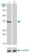 G Protein-Coupled Receptor 3 antibody, H00002827-M01, Novus Biologicals, Western Blot image 