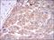 Caspase 8 antibody, NBP2-22183, Novus Biologicals, Immunohistochemistry frozen image 