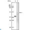 Glycogen Synthase Kinase 3 Alpha antibody, LS-C813975, Lifespan Biosciences, Western Blot image 