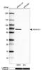 Putative WAS protein family homolog 3 antibody, NBP1-90464, Novus Biologicals, Western Blot image 