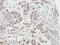 Actin Related Protein 2/3 Complex Subunit 1A antibody, NBP2-15471, Novus Biologicals, Immunohistochemistry paraffin image 