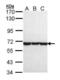Chaperonin Containing TCP1 Subunit 8 antibody, PA5-21689, Invitrogen Antibodies, Western Blot image 