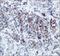 Endoplasmic reticulum mannosyl-oligosaccharide 1,2-alpha-mannosidase antibody, NBP2-13167, Novus Biologicals, Immunohistochemistry paraffin image 