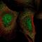 Lactamase Beta 2 antibody, NBP2-55664, Novus Biologicals, Immunofluorescence image 