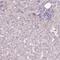 Gem Nuclear Organelle Associated Protein 2 antibody, HPA046570, Atlas Antibodies, Immunohistochemistry paraffin image 