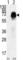 Anti-Mullerian Hormone Receptor Type 2 antibody, abx033185, Abbexa, Western Blot image 