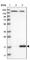 Allograft Inflammatory Factor 1 Like antibody, HPA020522, Atlas Antibodies, Western Blot image 