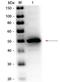 Complement regulator acquiring protein 1 antibody, orb344683, Biorbyt, Western Blot image 
