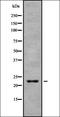 Chromobox 3 antibody, orb378308, Biorbyt, Western Blot image 