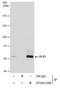 Elongator complex protein 3 antibody, MA5-27840, Invitrogen Antibodies, Immunoprecipitation image 