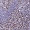 CD7 Molecule antibody, NBP2-38440, Novus Biologicals, Immunohistochemistry frozen image 