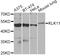 Kallikrein Related Peptidase 11 antibody, orb373440, Biorbyt, Western Blot image 