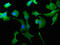 WWC Family Member 3 antibody, CSB-PA890929NA01HU, Cusabio, Immunofluorescence image 