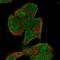 Kinesin Family Member 5A antibody, NBP2-57903, Novus Biologicals, Immunofluorescence image 