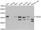 TNFRSF1A Associated Via Death Domain antibody, abx001059, Abbexa, Western Blot image 