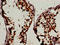 WNT Inhibitory Factor 1 antibody, LS-C673069, Lifespan Biosciences, Immunohistochemistry frozen image 