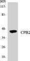 TAFI antibody, LS-C291827, Lifespan Biosciences, Western Blot image 