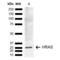 HRas Proto-Oncogene, GTPase antibody, LS-C773432, Lifespan Biosciences, Western Blot image 